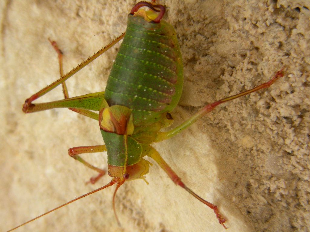 In Abruzzo...Barbitistes yersini